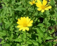 heliopsis helianthoides 6-11.jpg